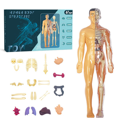 DIY Human Body Anatomy Model