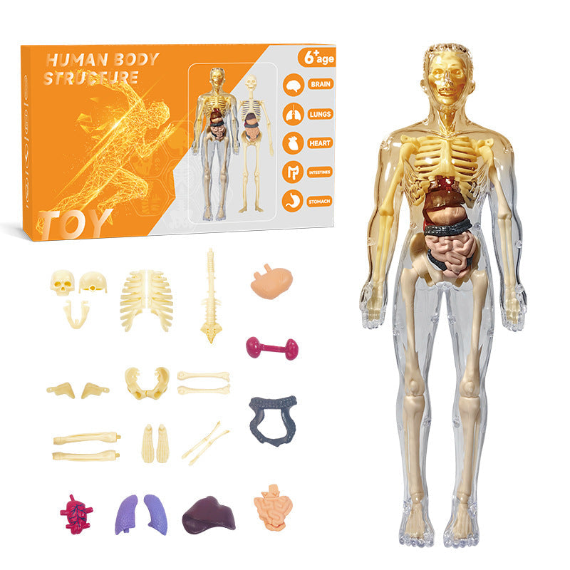 DIY Human Body Anatomy Model