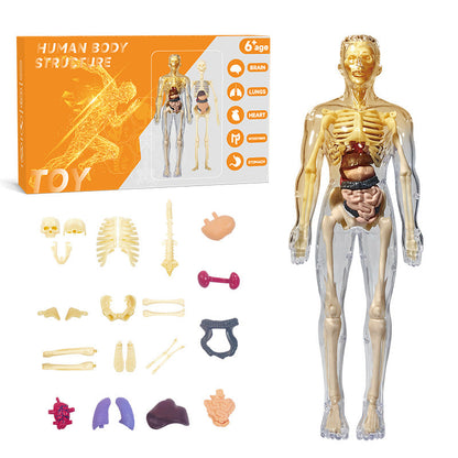 DIY Human Body Anatomy Model