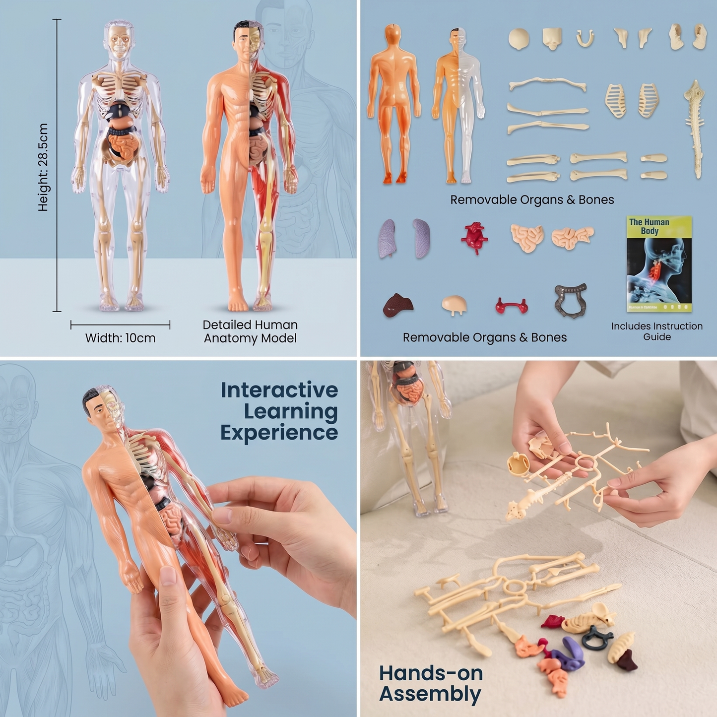 DIY Human Body Anatomy Model