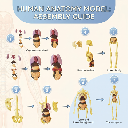 DIY Human Body Anatomy Model
