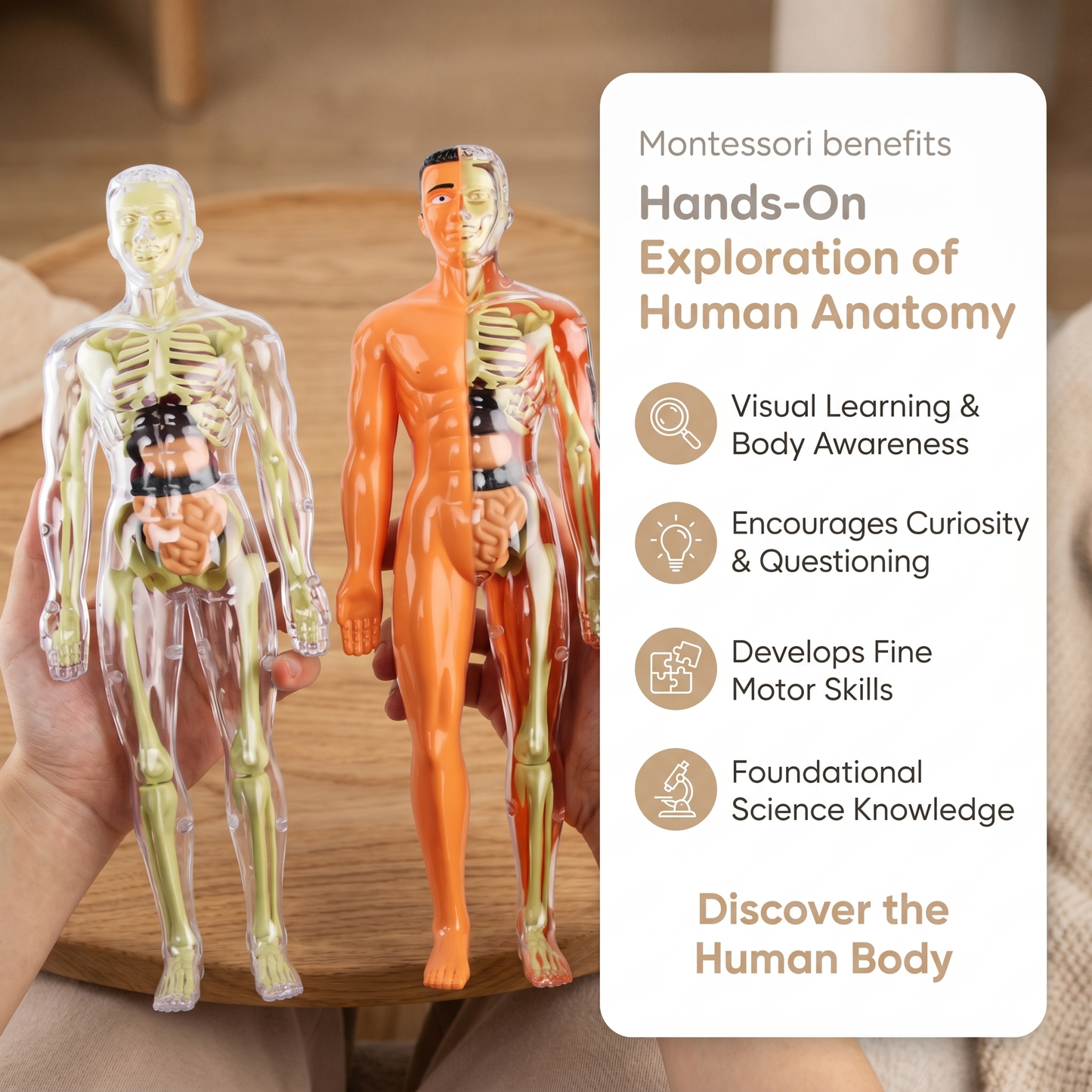 DIY Human Body Anatomy Model