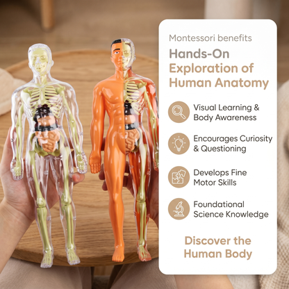 DIY Human Body Anatomy Model