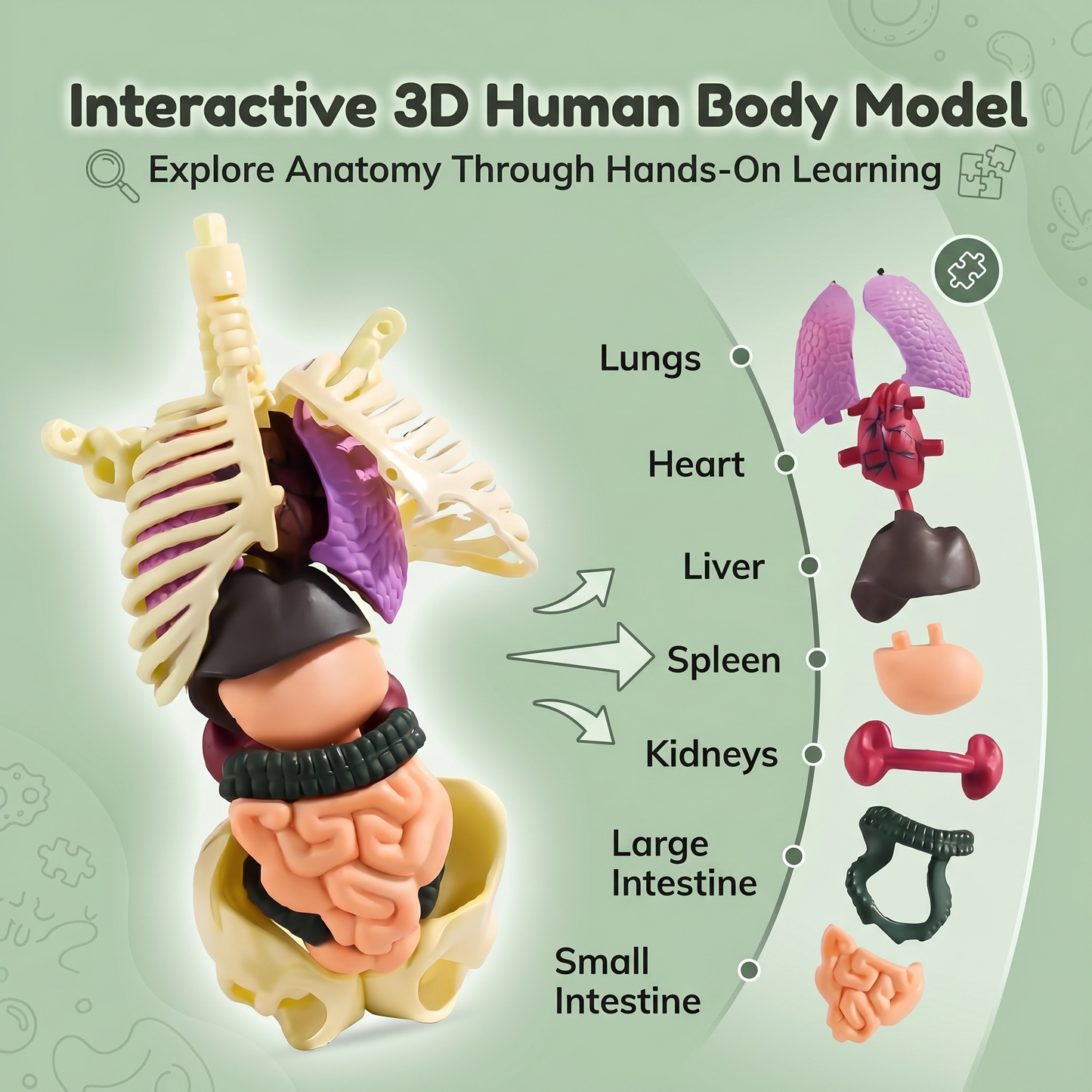 DIY Human Body Anatomy Model
