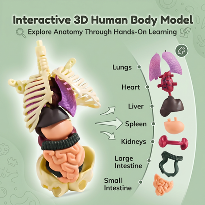 DIY Human Body Anatomy Model